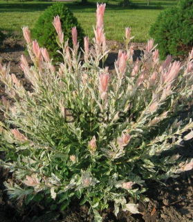 Salix integra 'Hakuro Nishiki'